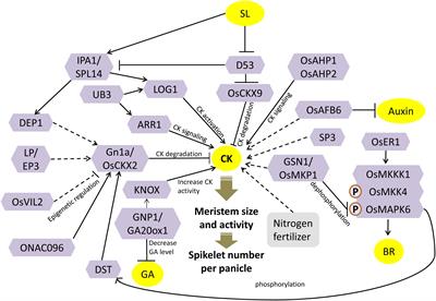 Phytohormone-Mediated Molecular Mechanisms Involving Multiple Genes and QTL Govern Grain Number in Rice